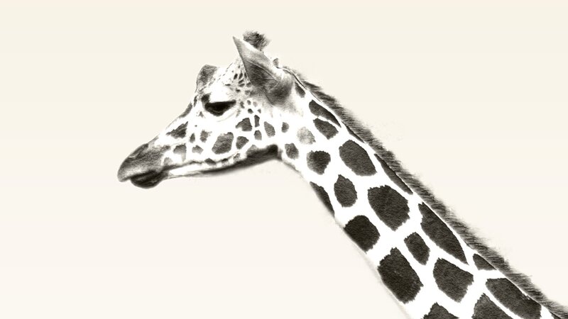 Giraffe Head and Neck — Black
