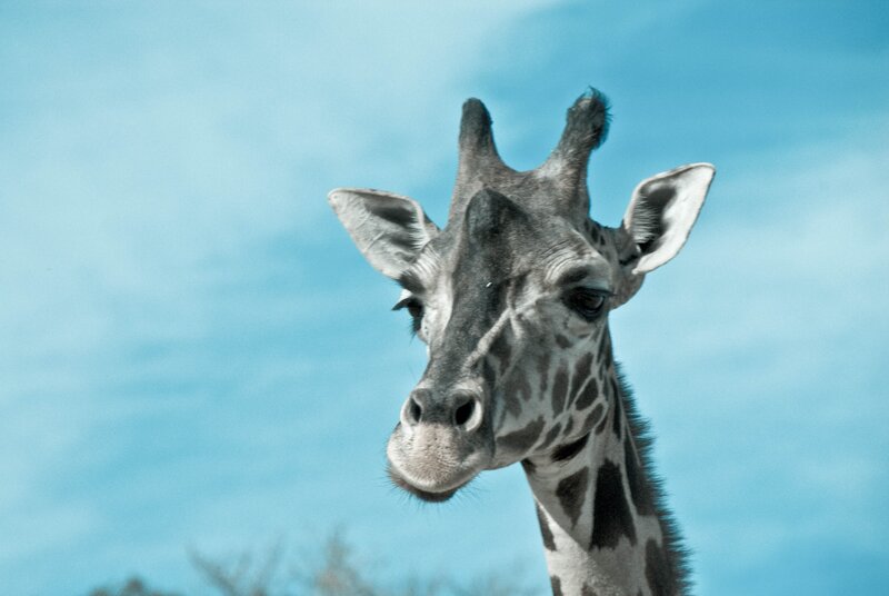 Giraffe Head and Neck — Blue, Calm, Afternoon, Photograph, Sky, Ears, Brown