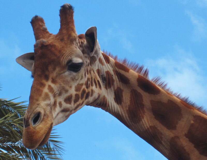 Giraffe Head and Neck — Blue, Calm, Afternoon, Photograph