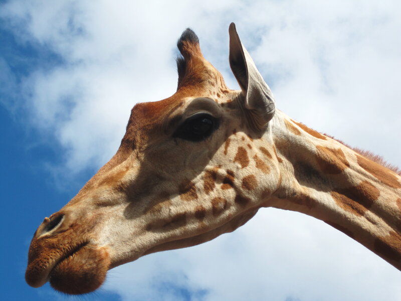 Giraffe Head and Neck — Blue, Calm, Afternoon