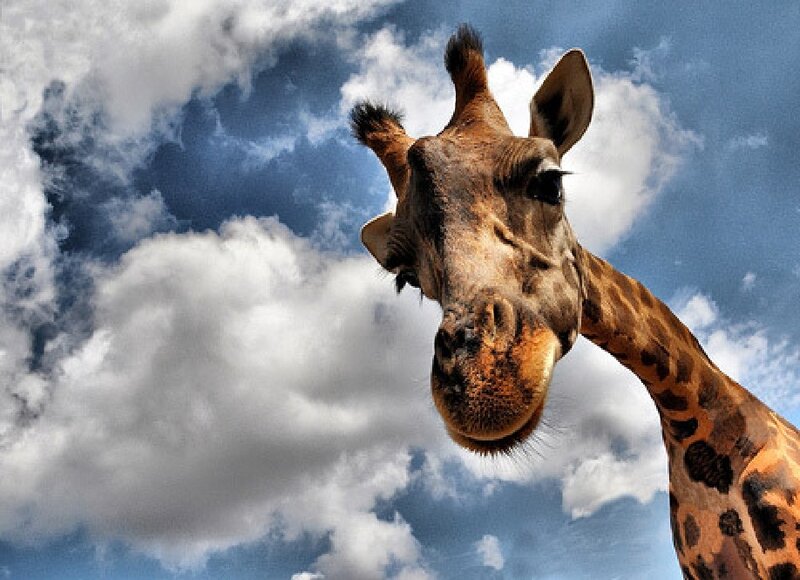 Giraffe Head and Neck — Blue, Dramatic