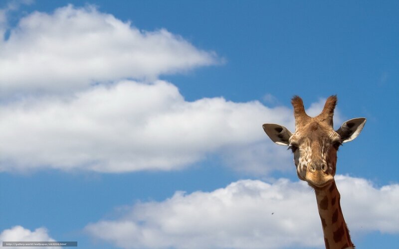 Giraffe Head and Neck — Blue, Serene, Afternoon