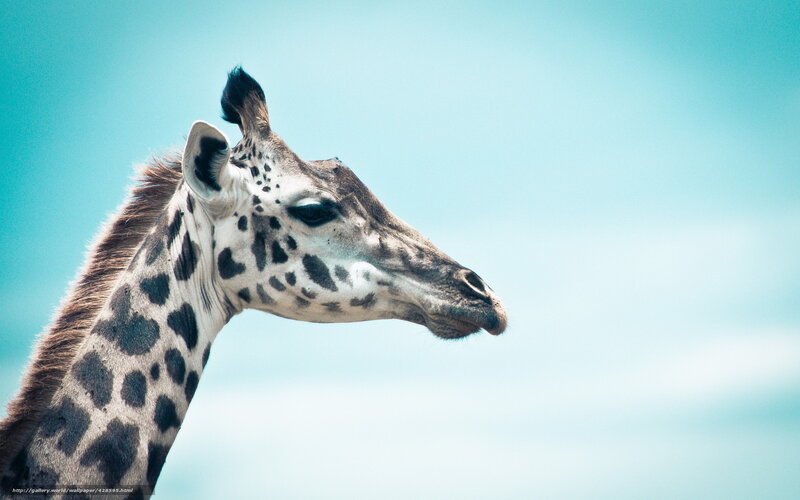 Giraffe Head and Neck — Blue, Serene