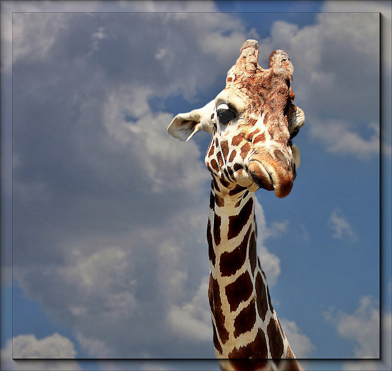 Giraffe Head and Neck — Blue