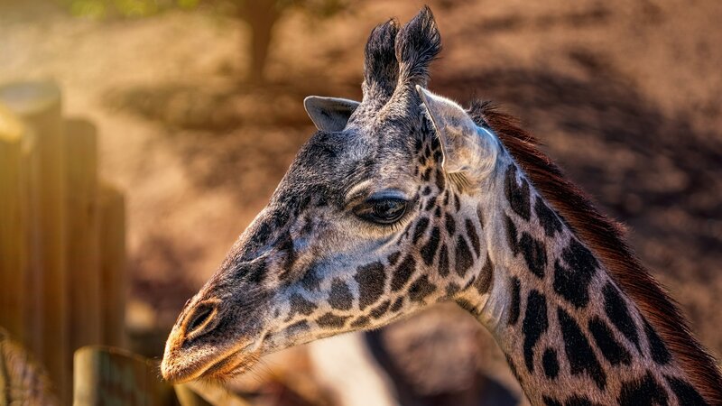 Giraffe Head and Neck — Brown, Calm, Afternoon, Photograph, Fence