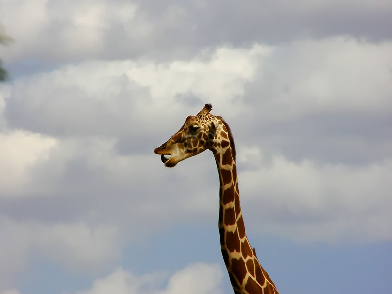Giraffe Head and Neck — Brown, Calm, Afternoon, Photograph