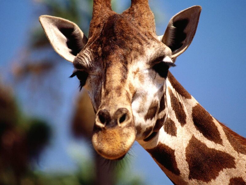 Giraffe Head and Neck — Brown, Calm, Afternoon