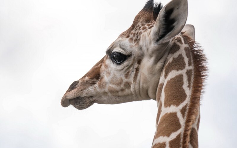 Giraffe Head and Neck — Brown, Calm, Photograph, Ear