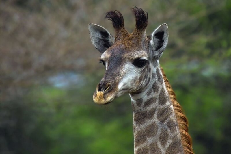 Giraffe Head and Neck — Brown, Calm, Photograph