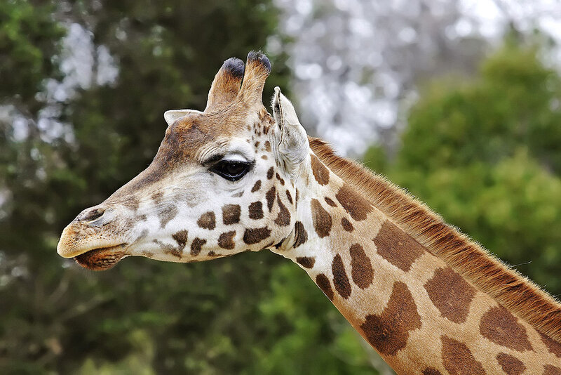 Giraffe Head and Neck — Brown, Calm, Photograph, Trees