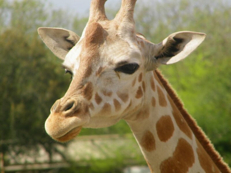 Giraffe Head and Neck — Brown, Calm
