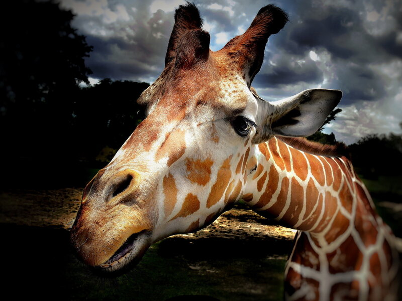 Giraffe Head and Neck — Brown, Dramatic, Photograph, Sky