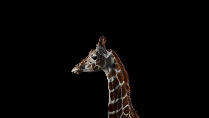 Giraffe Head and Neck — Brown, Dramatic, Photograph