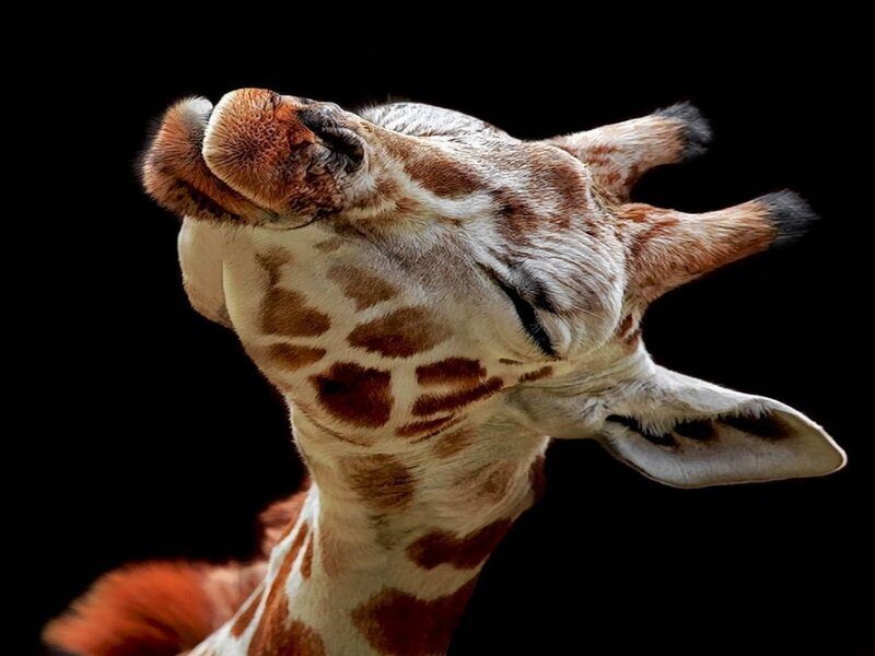 Giraffe Head and Neck — Brown, Dramatic