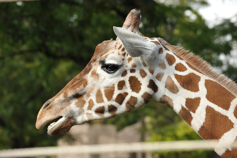 Giraffe Head and Neck — Brown