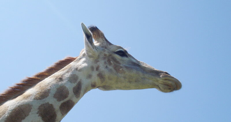 Giraffe Head and Neck