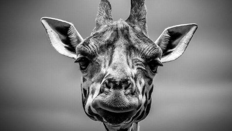 Giraffe Head Close-up — Black