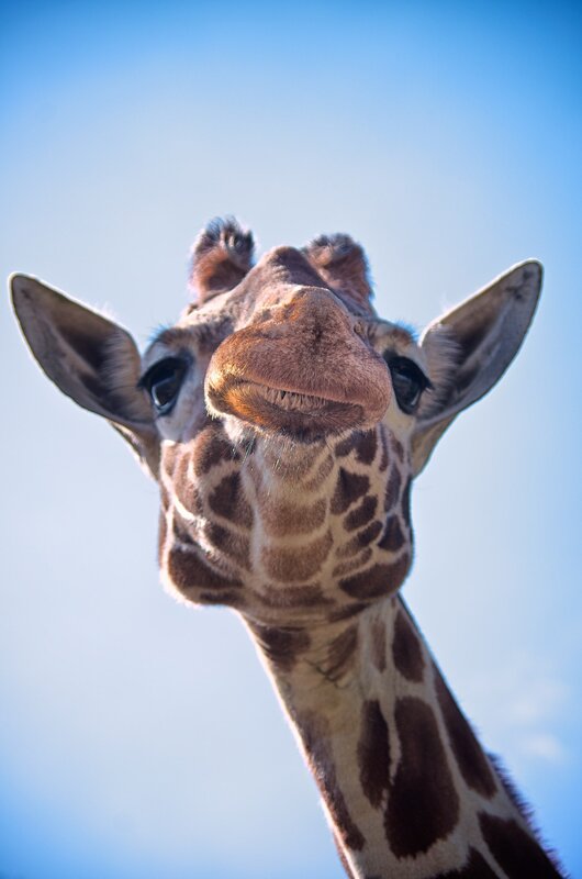 Giraffe Head Close-up — Blue, Calm, Afternoon, Photograph, Ears