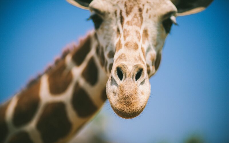 Giraffe Head Close-up — Blue, Calm, Afternoon, Photograph, Sky