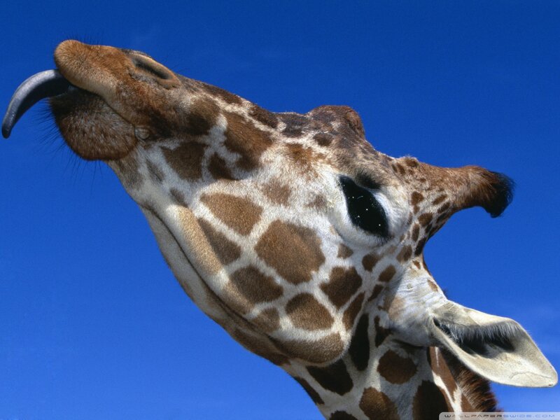 Giraffe Head Close-up — Blue, Calm, Afternoon, Photograph