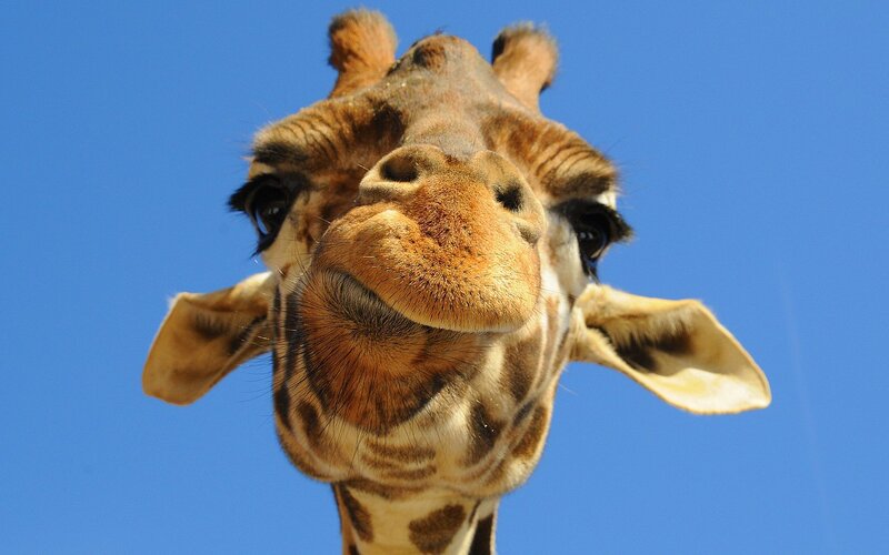 Giraffe Head Close-up — Blue, Calm, Afternoon