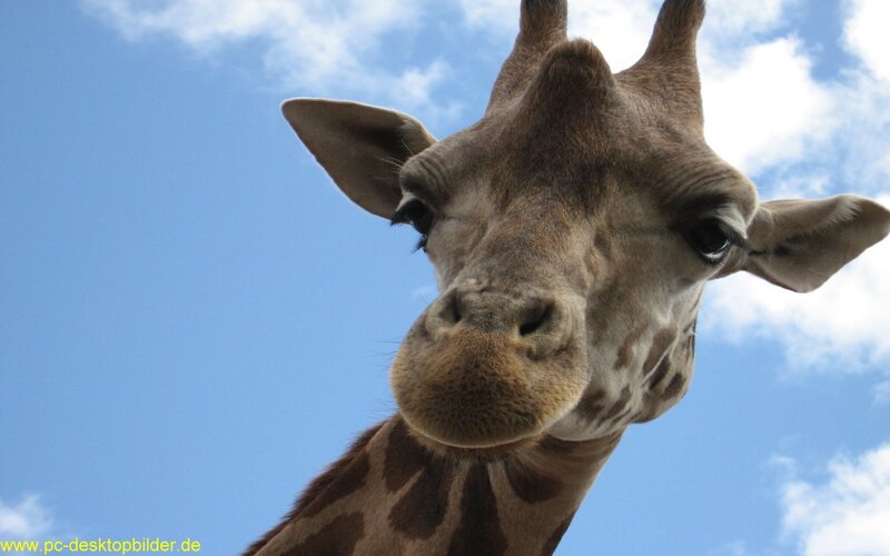 Giraffe Head Close-up — Blue, Calm