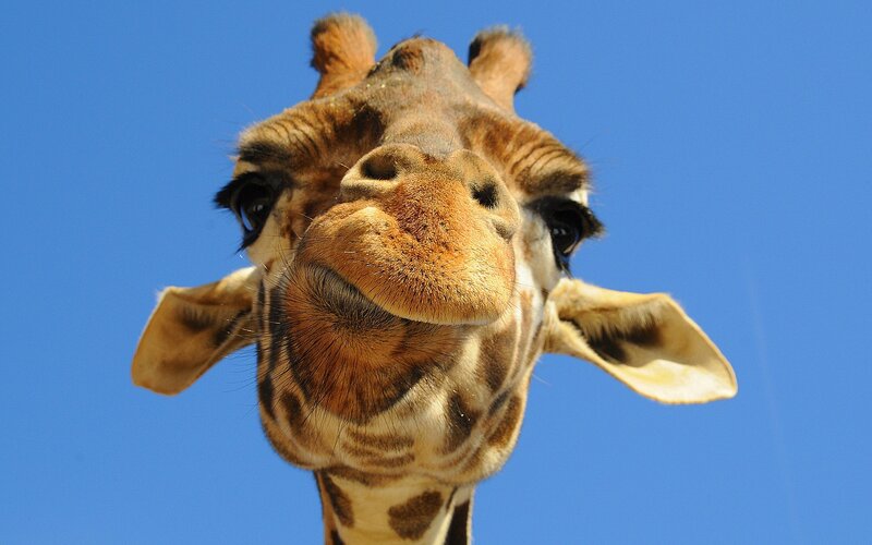 Giraffe Head Close-up — Blue