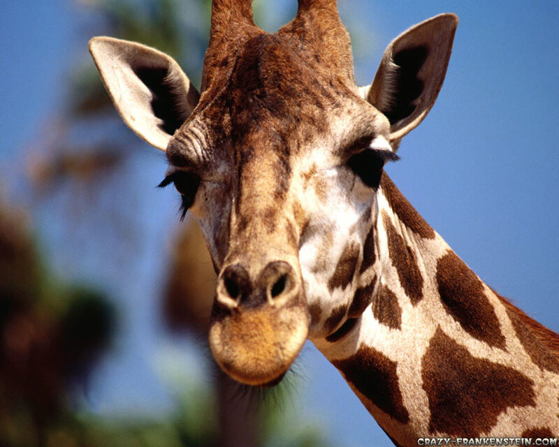 Giraffe Head Close-up — Brown, Calm, Afternoon
