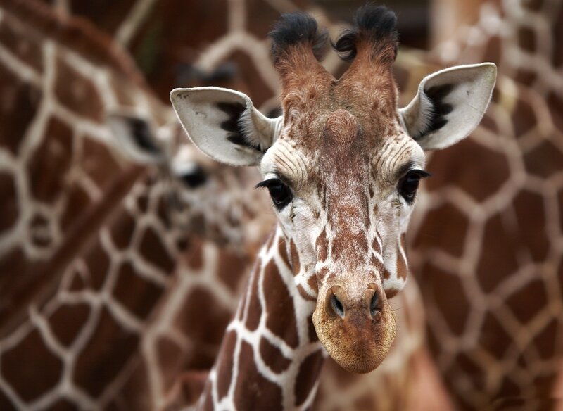 Giraffe Head Close-up — Brown, Calm
