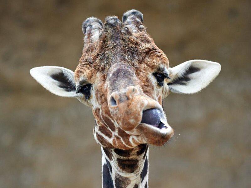 Giraffe Head Close-up — Brown, Curious, Photograph