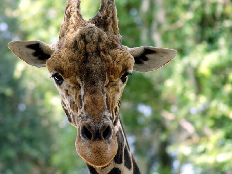 Giraffe Head Close-up — Brown