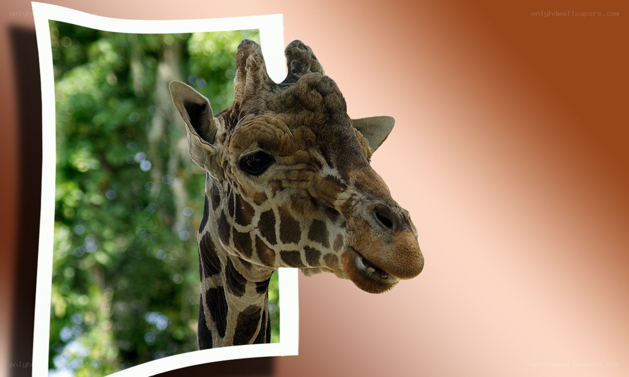 Giraffe head in photo frame