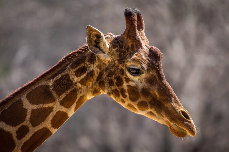 Giraffe head in profile