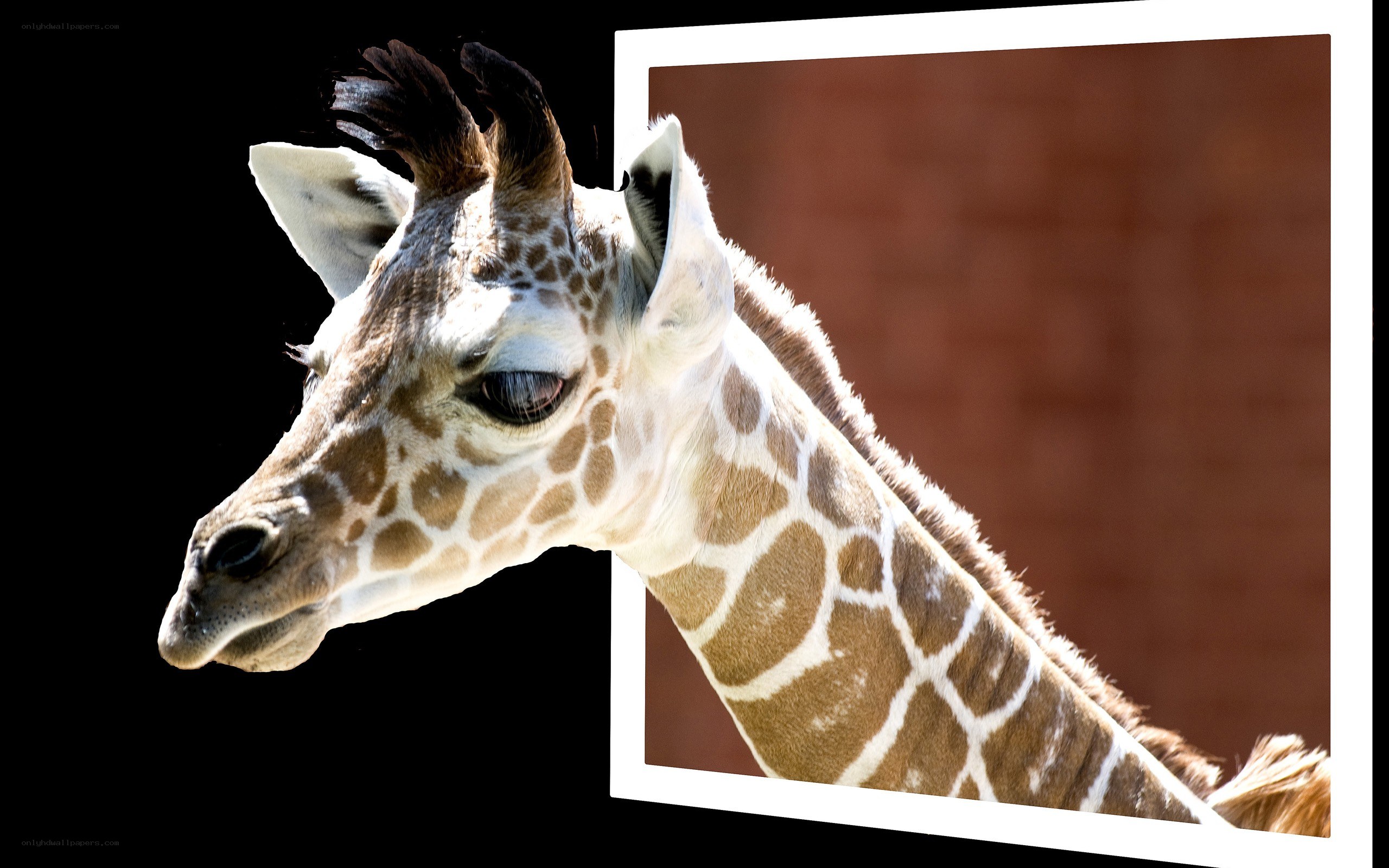 Giraffe head portrait
