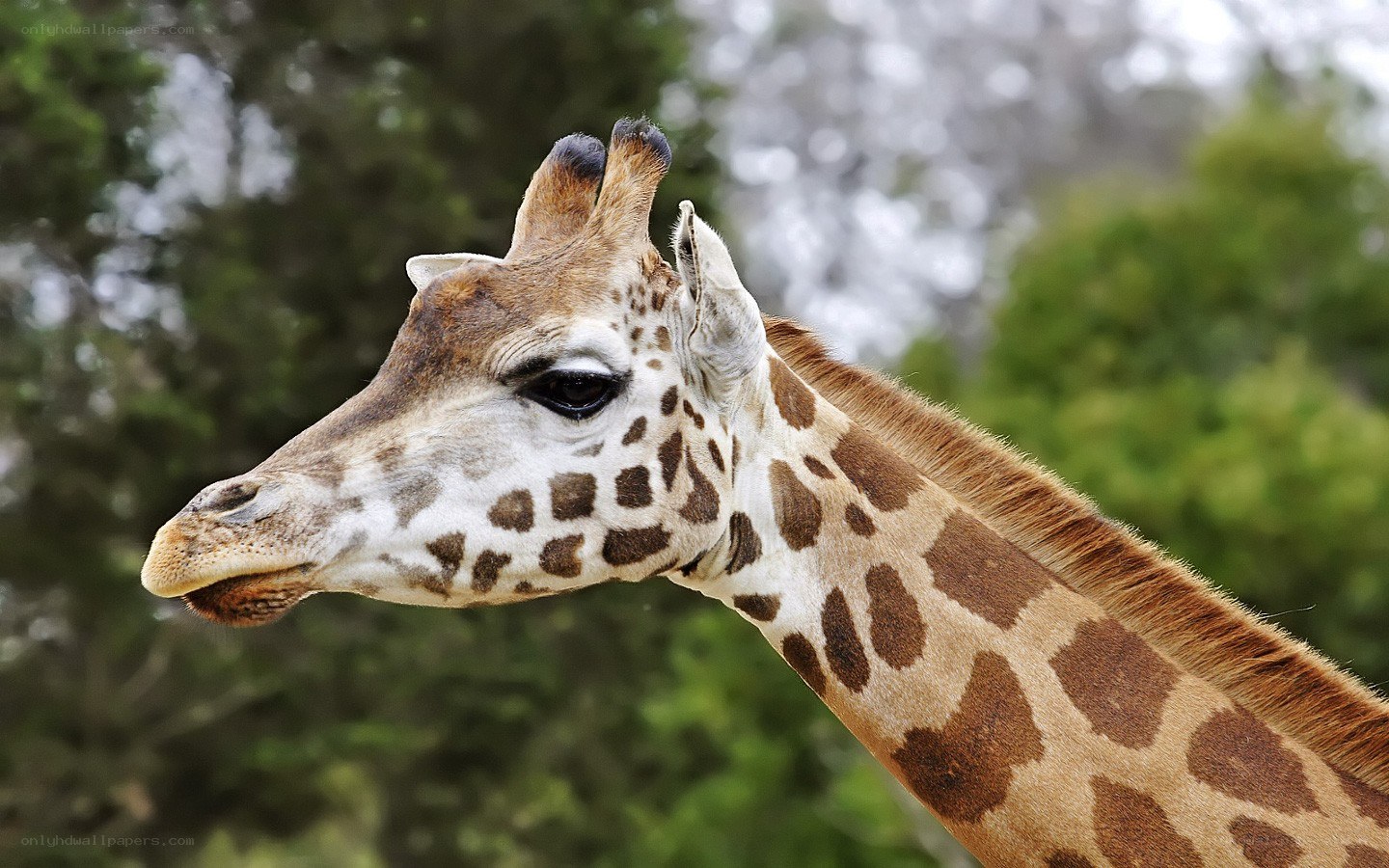 Giraffe head profile