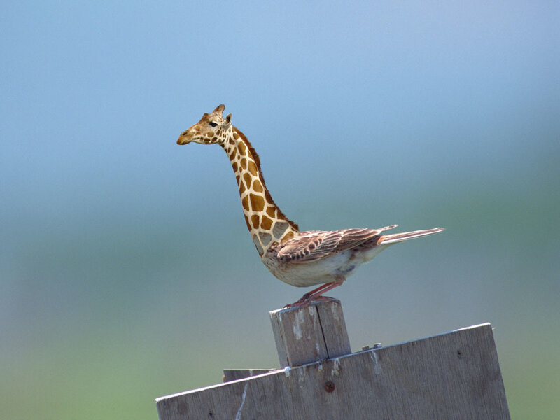 giraffe-headed bird