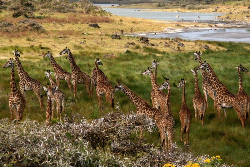 Giraffe Herd in Grassland