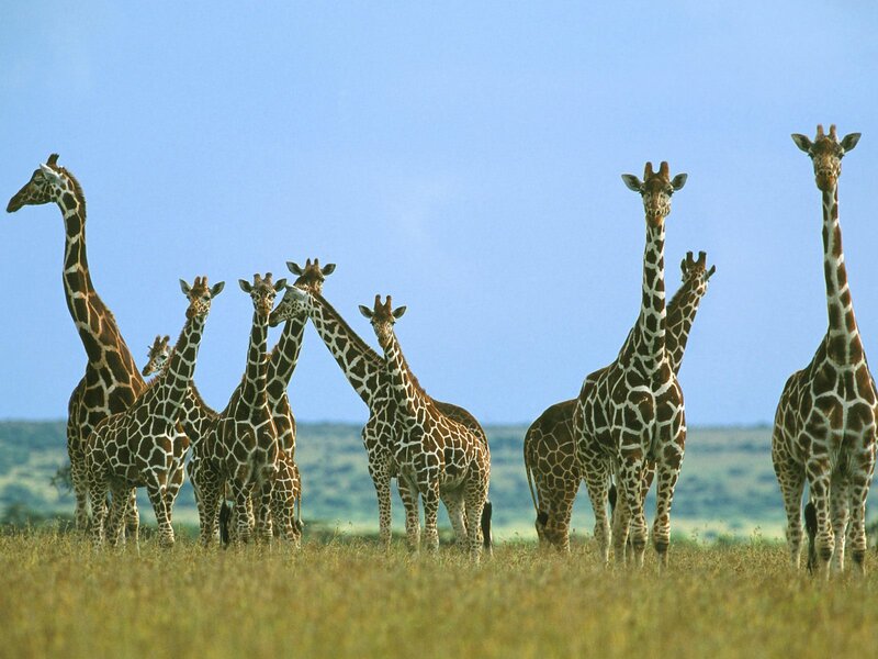 giraffe herd in savanna