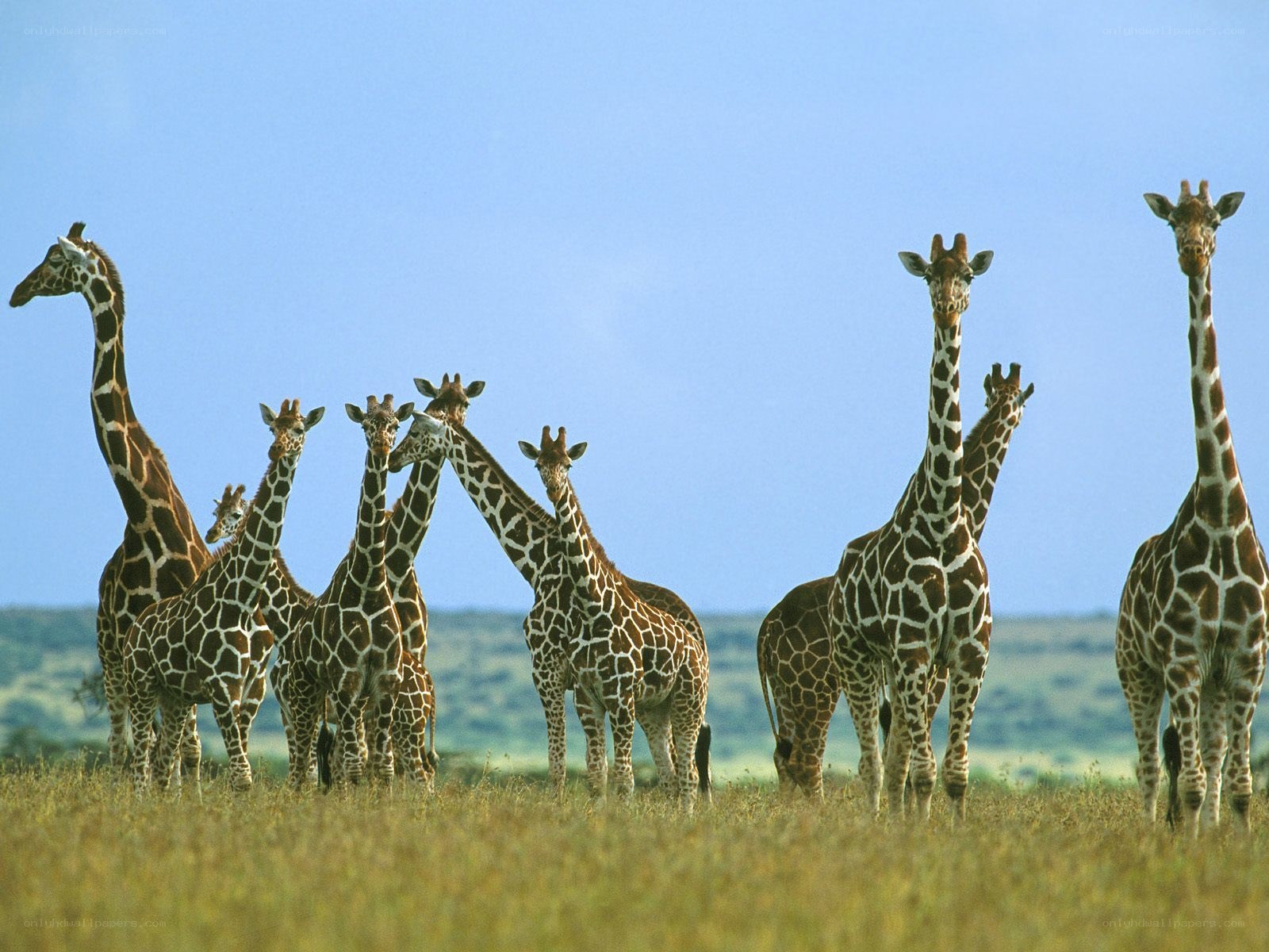 giraffe herd in savanna