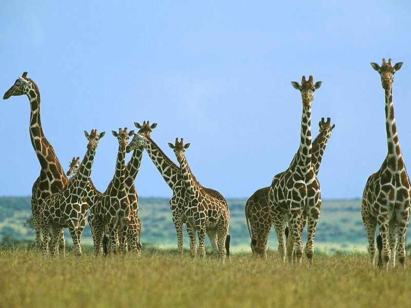 giraffe herd in savanna