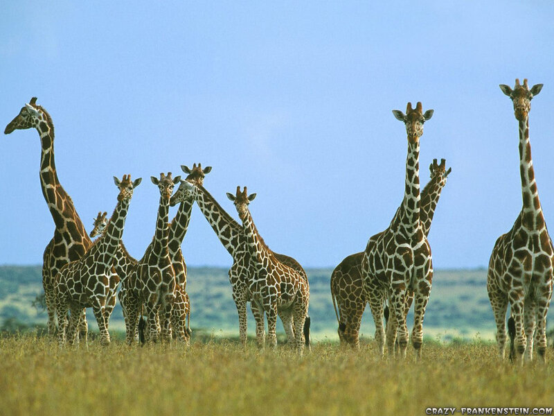 Giraffe Herd in Savanna — Blue