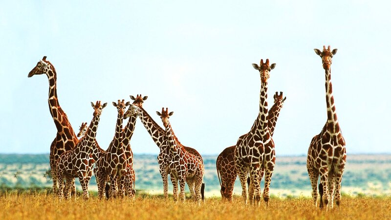 Giraffe Herd in Savanna — Brown