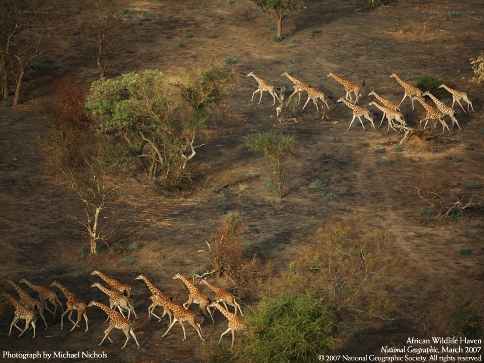 Giraffe Herd in Savanna