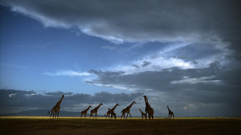 Giraffe Herd on Plain