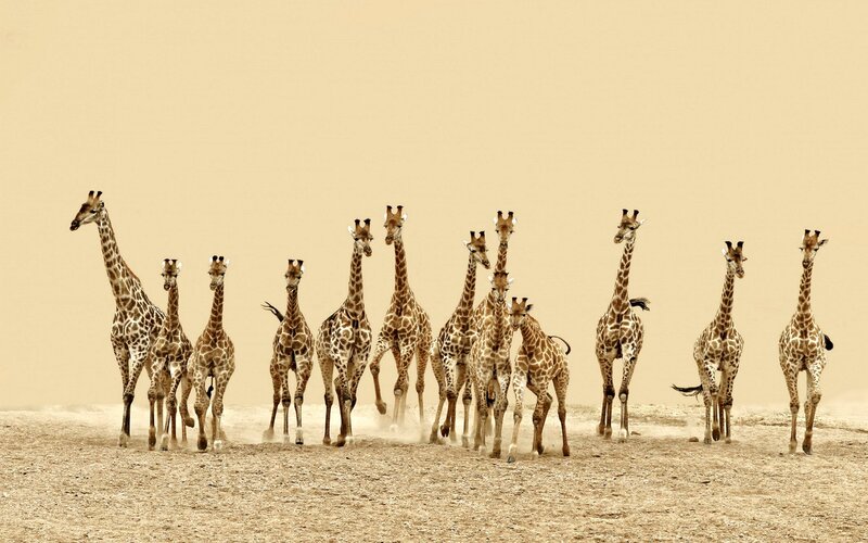 Giraffe Herd Running — Brown