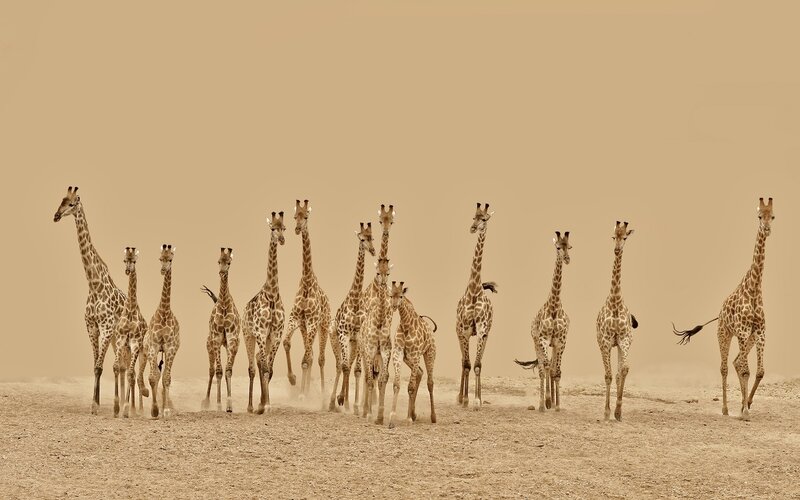 Giraffe Herd Running