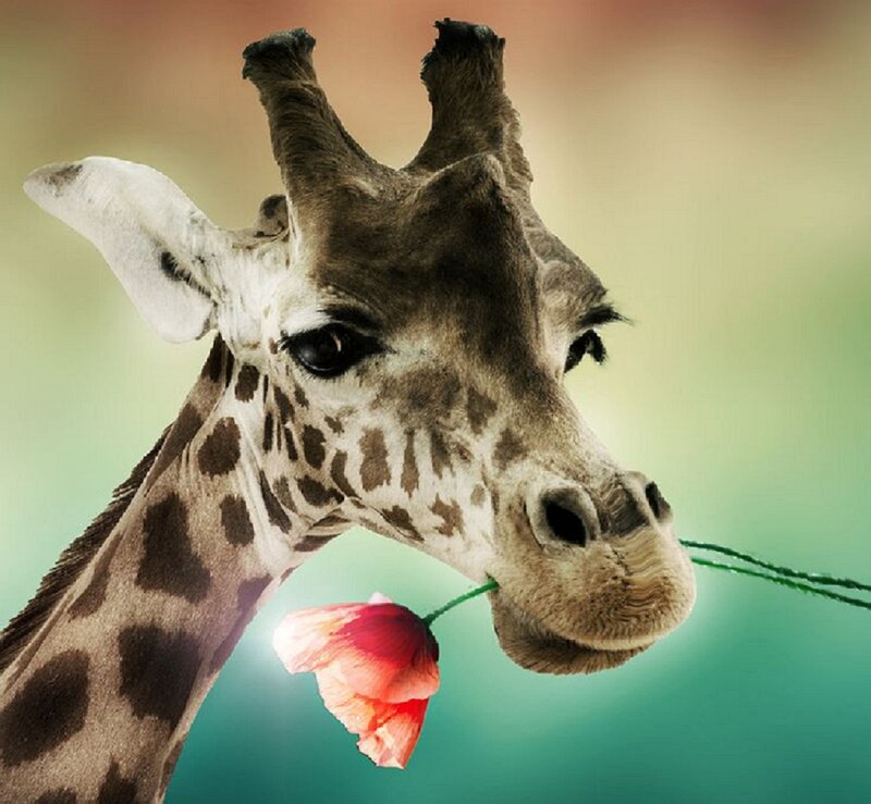 Giraffe Holding Flower