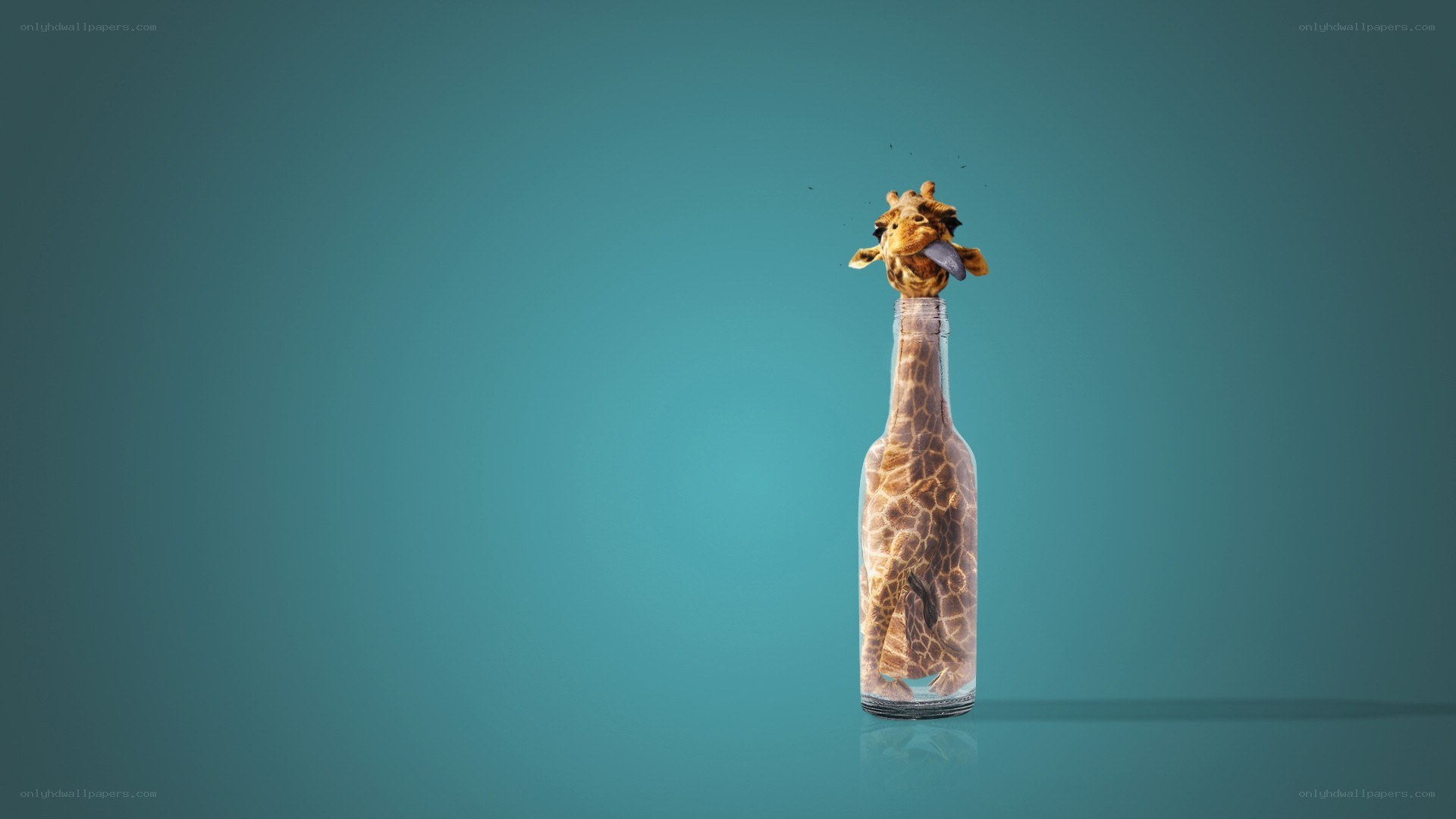 giraffe in a bottle