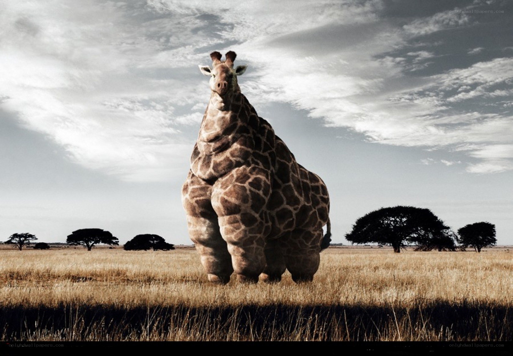 Giraffe in a field