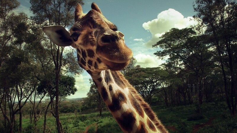 Giraffe in a forest